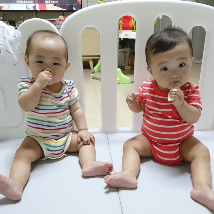  [쌍둥이육아일기] D+260~266/ 생후38주 무난했던 한주/ 극한직업 둥이파파/ 8개월아기 분유량, 이유식양