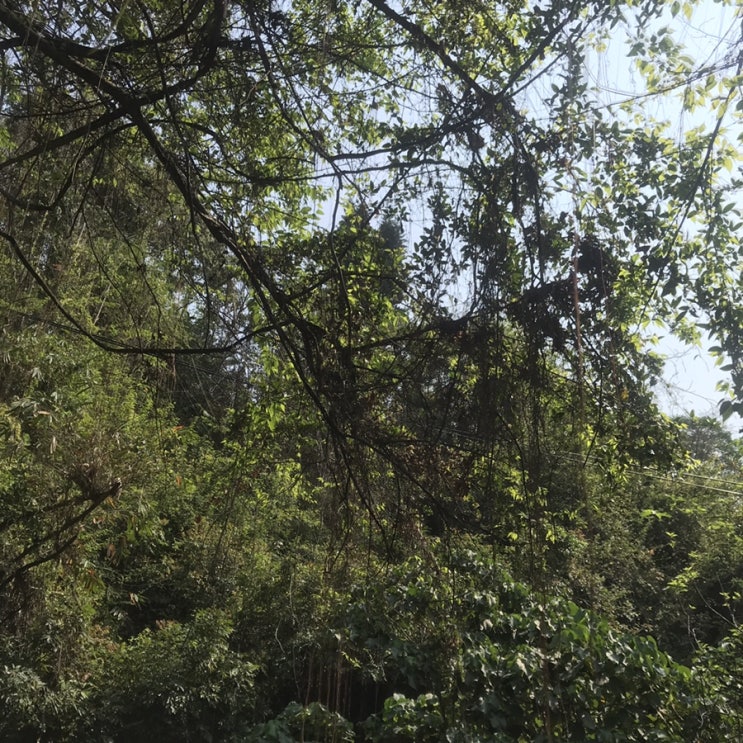  4-하나