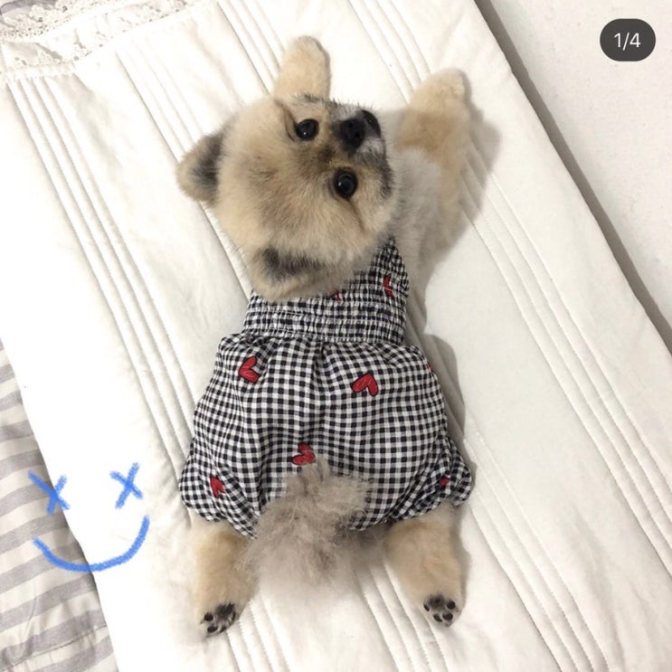  강아지 몸빼바지, 여름옷으로 딱 좋아>.<