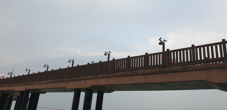  삽교천을 돌아봅니다
