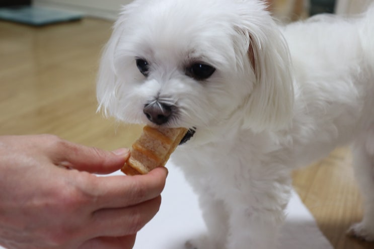  강아지 치석제거 강아지껌 잇츄그린! 솔직 내돈내산 후기