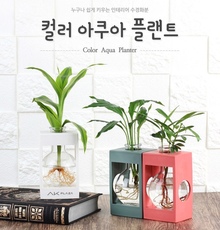  공기정화식물 수경재배 미니화분 [아미기프트]
