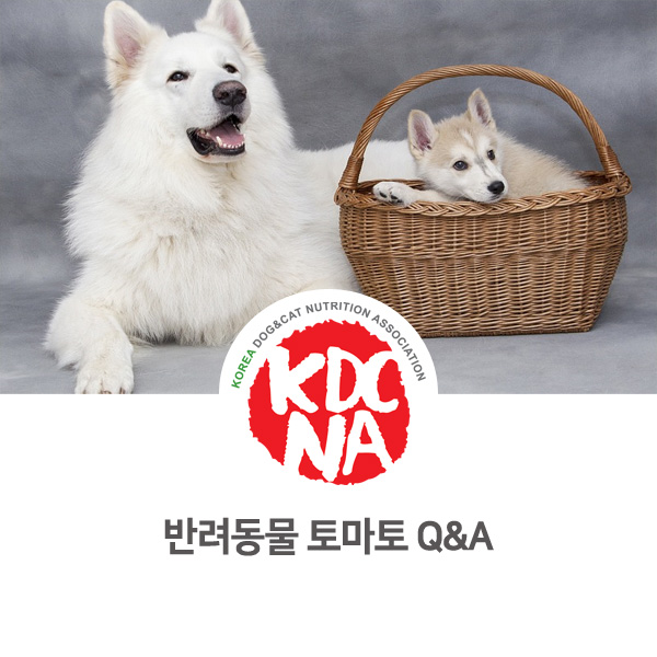  [강아지 고양이 영양 정보] 반려동물 식재료 토마토에 대한 Q&A_105