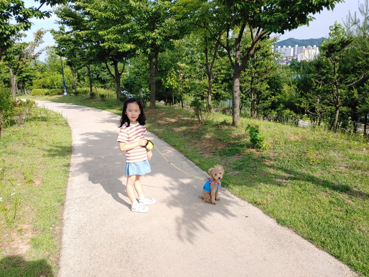 강아지 산책 시간 및 외출 기본 상식 모음 :) 강아지 산책 시간 및 외출 기본 상식 모음 :)