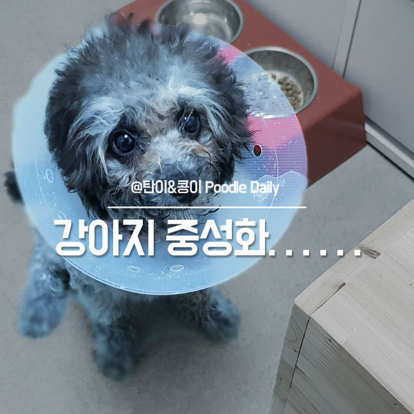 푸들 강아지 중성화 시기 & 수술비용, 금천구 k동물병원