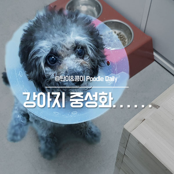  푸들 강아지 중성화 시기 & 수술비용, 금천구 k동물병원