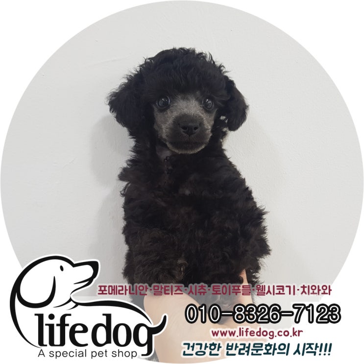  만수동강아지분양 실버푸들분양은 인천 라이프독 ! !