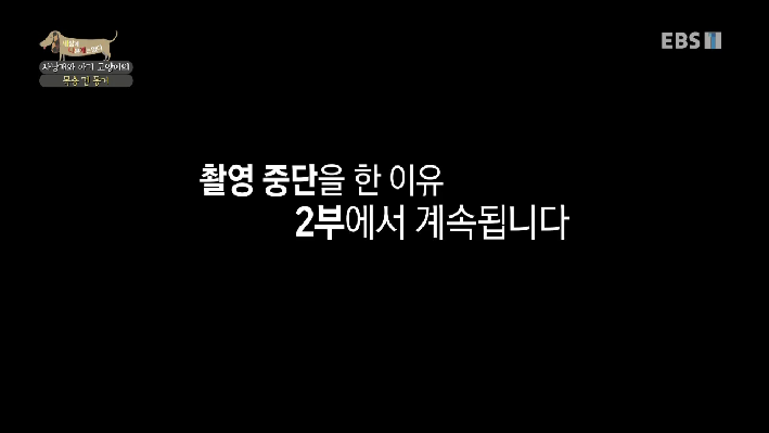  [EBS 방송 리뷰] 사냥개와 아기 고양이의 목숨 건 동거 - EBS <세상에 나쁜 개는 없다 시즌 3>