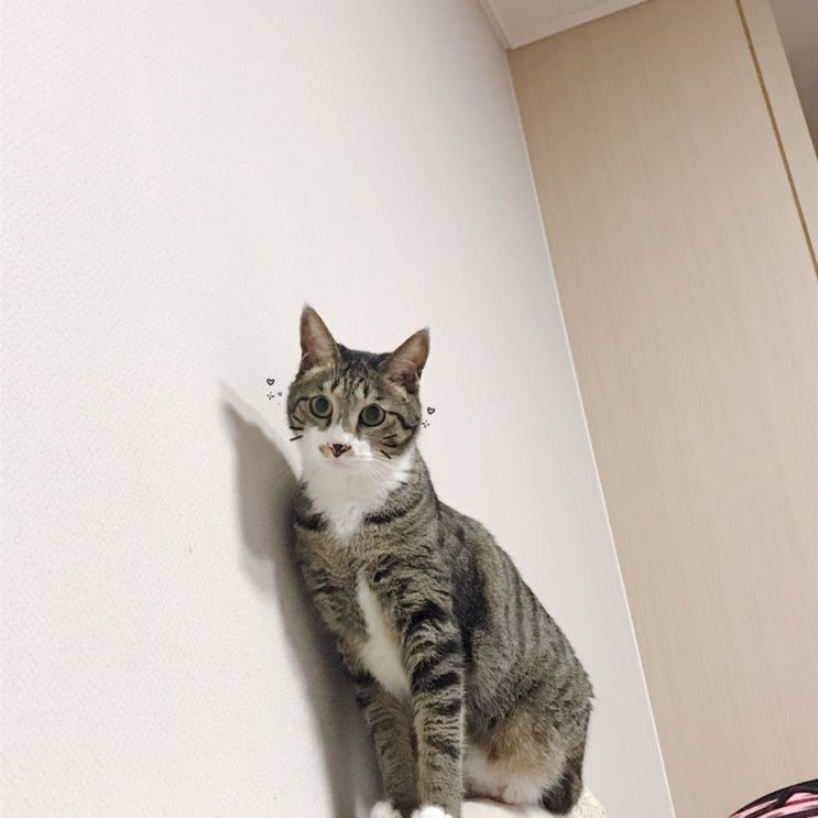  행보칸 근황