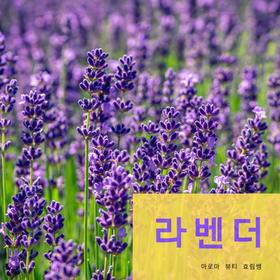  화상, 벌레물림 , ADHD 심신안정, 불면증에  좋은  라벤더 에센셜오일