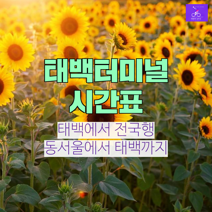 태백시외버스터미널 시간표/태백시내버스 & 동서울에서/태백 관광명소