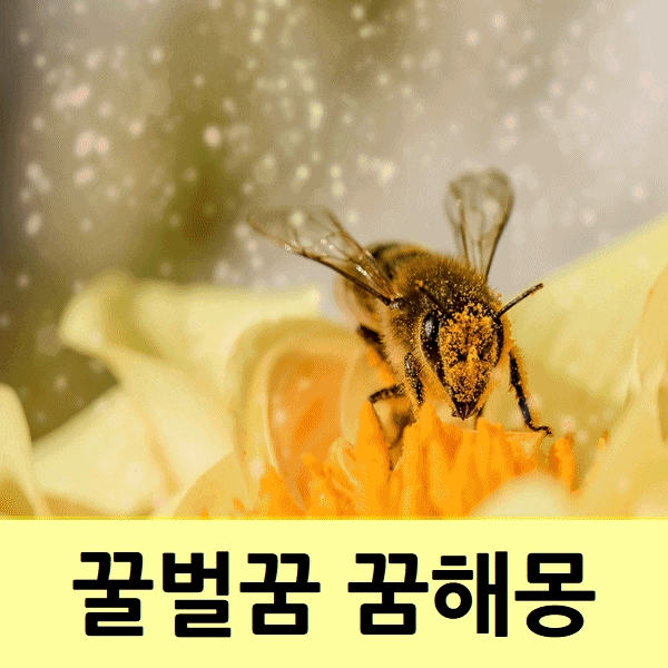  꿀벌꿈 꿈 풀이 해몽