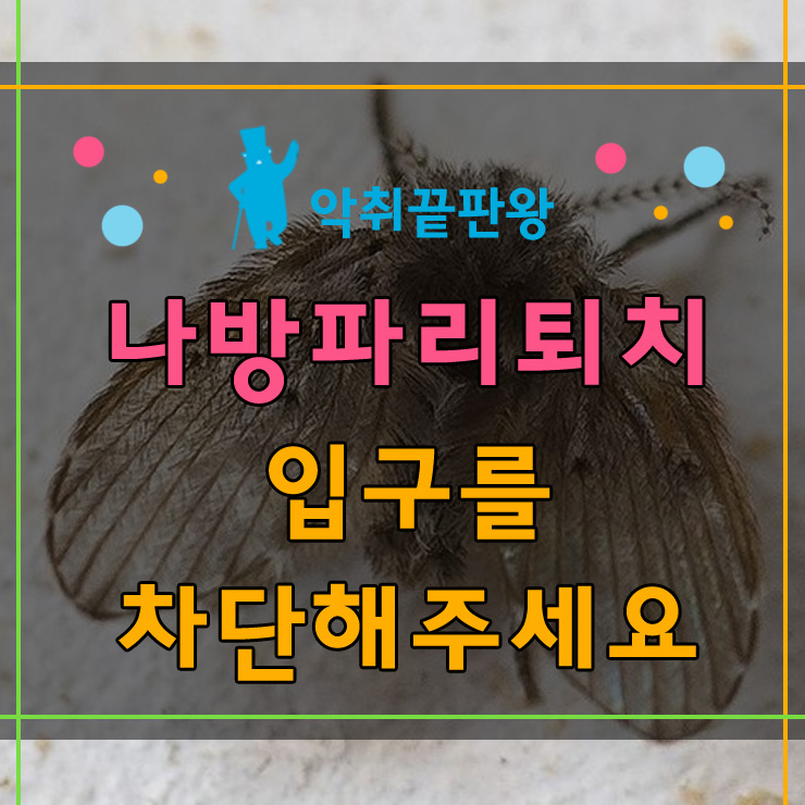  나방파리퇴치 가장 효과적인방법