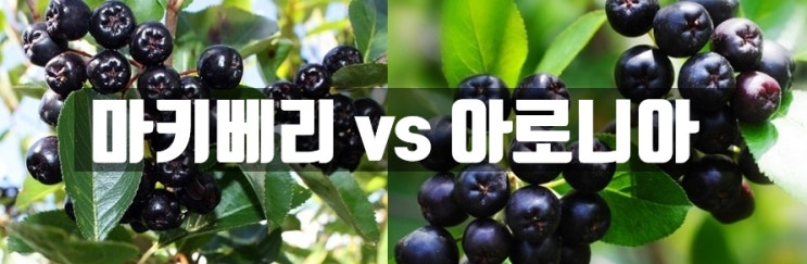  마키베리 vs 아로니아  어떤걸살까?  ( 효능 , 성분 )