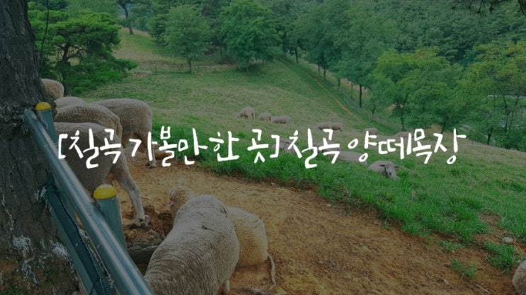  [칠곡 가볼만한곳] 칠곡 양떼목장 주차&가격