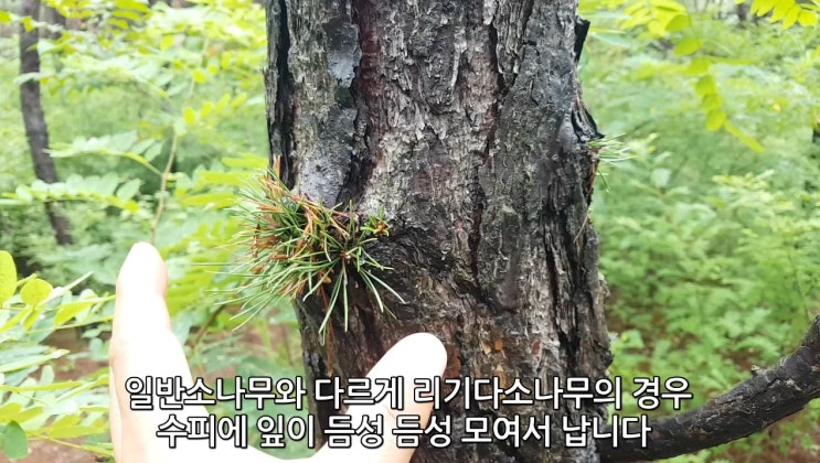  소나무구분하기 식물직방 1인방송 농튜버 청년농부