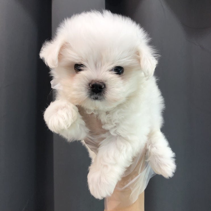  화곡동에서 건강한강아지 분양받았어요!!