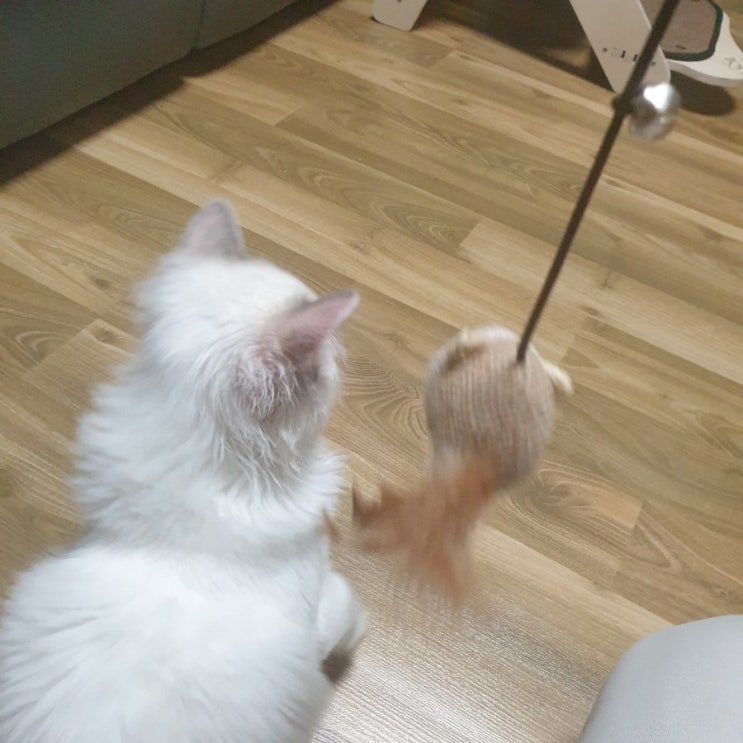  개냥이 새끼냥이 목포 포차