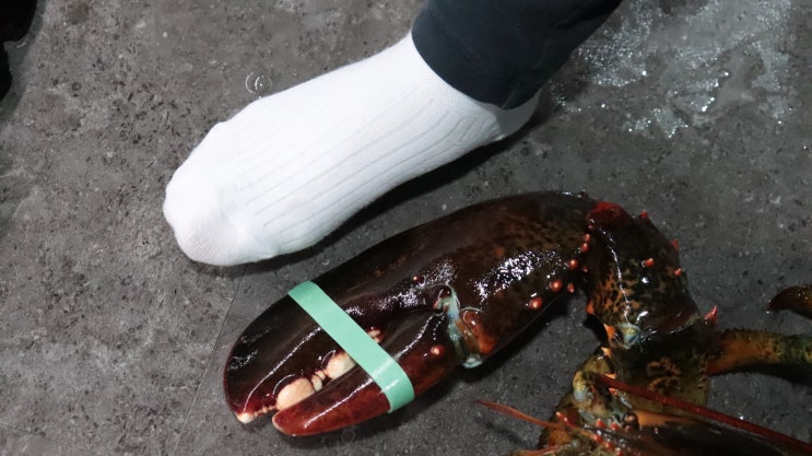  노원 놀거리 마구잡어 실내 바다 낚시터에서 싱싱한 물고기 대왕 랍스터 까지