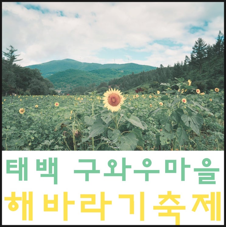  강원도 가볼만한곳 태백 구와우마을 해바라기축제