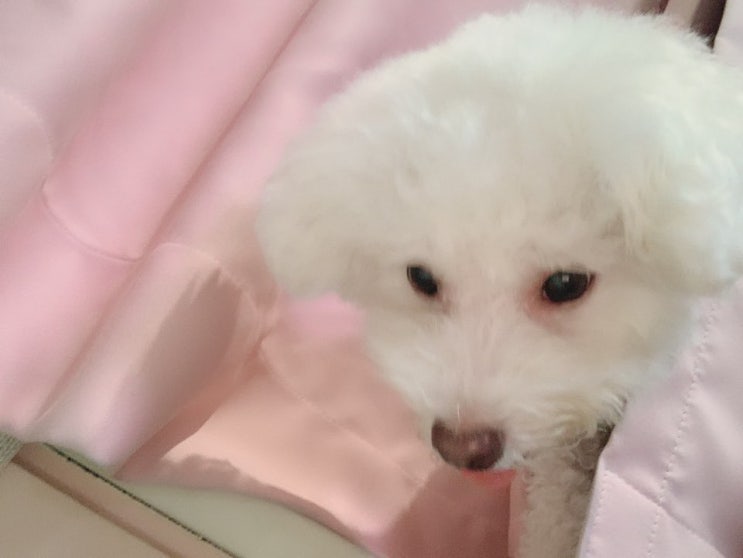  커텐 뒤의 둥이