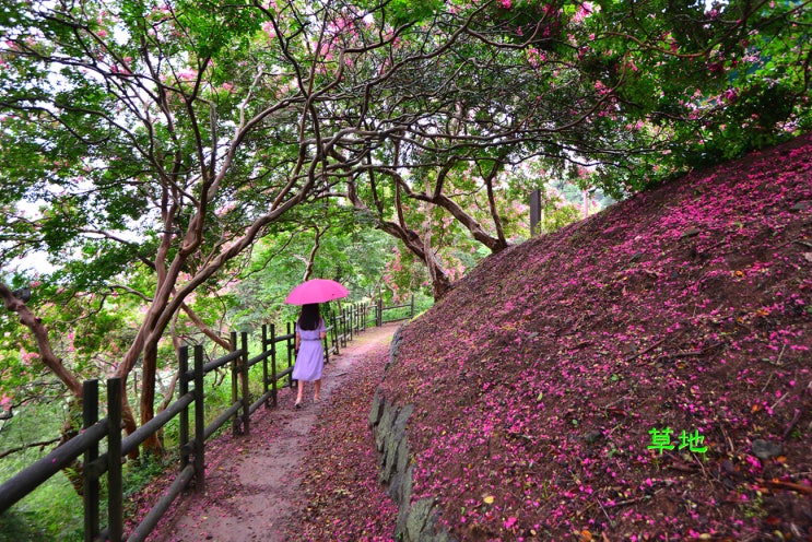장성 가볼 만한 곳 배롱나무꽃 만개한 요월정원림의 화려한 여름