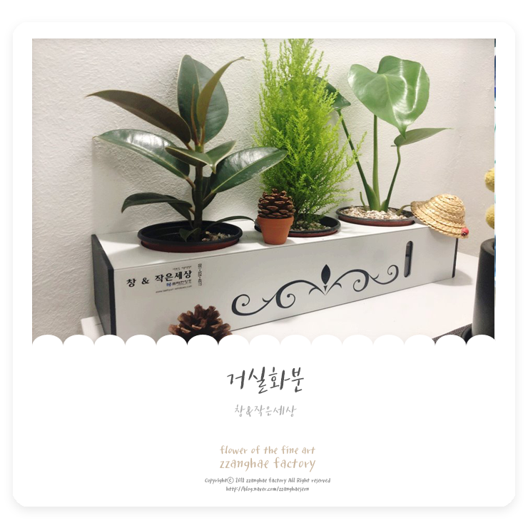  거실화분 창&작은세상 쑥쑥 크고 있는 식물