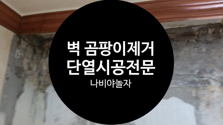  집안 천정누수 벽 곰팡이제거 업체 / 나비야놀자