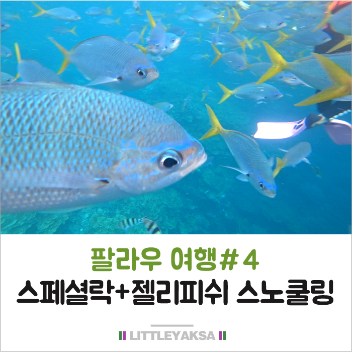  팔라우여행#5  스페셜락투어+젤리피쉬 스노쿨링
