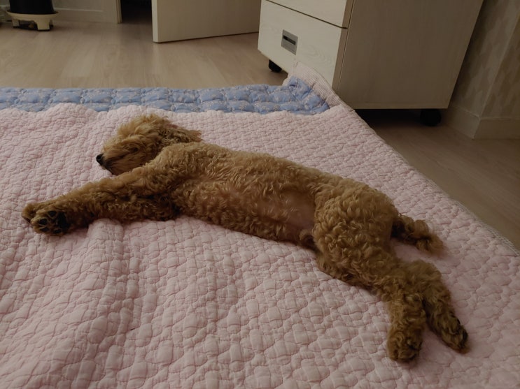 강아지 심장사상충 예방, 바르는 약으로 해줬어요! 강아지 심장사상충 예방, 바르는 약으로 해줬어요!