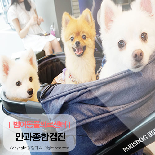  범어동물의료센터 5살 멍이를 위한 안과종합검진