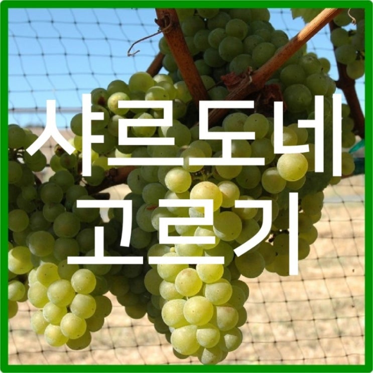  샤르도네 고르는 방법 제대로 알려드릴게요