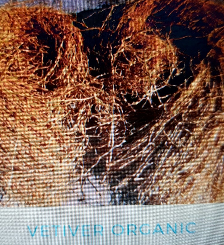  뇌질환의  구세주 - 정적의 오일, 베티버(Vetiver, Vetiveria Zizanioides)