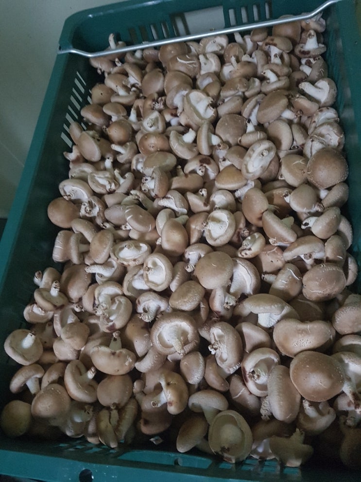  표고버섯 미니 1kg 7,000원