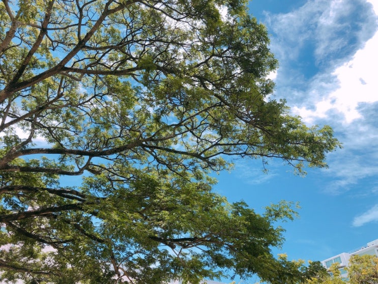  괌 성수기 휴가철 여행