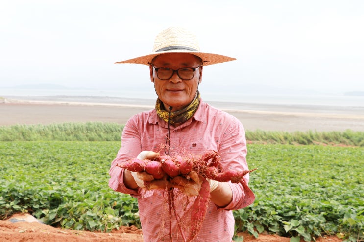  무안 간고구마를 아시나요?  (일로 만난 사이, 해야 고구마)