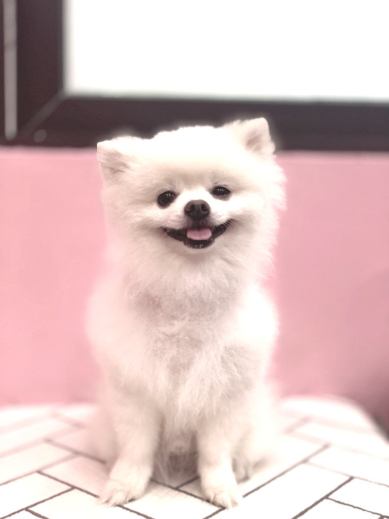 펫마루