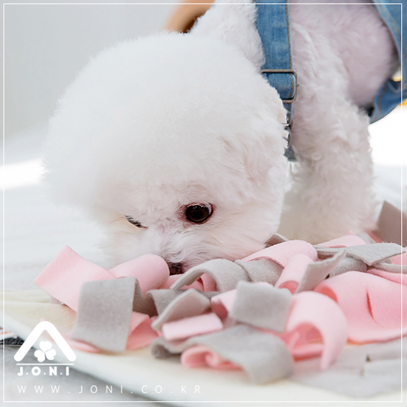  강아지 노즈워크 다양한구성 조우니