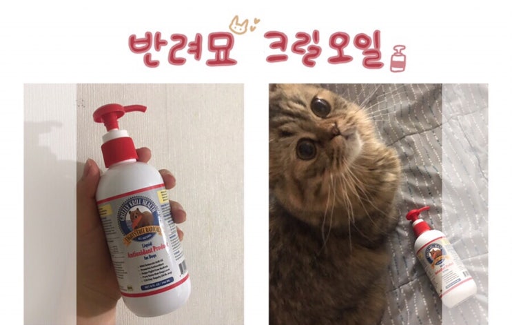 [그리즐리] 고양이 크릴오일로 둥이들 건강관리 시작했어요 c