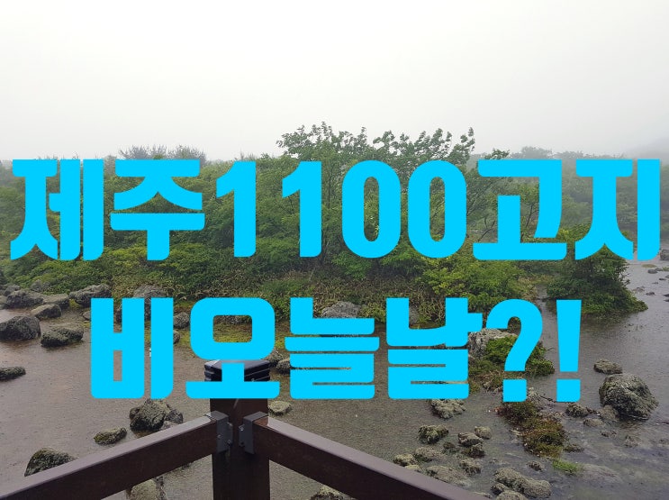  제주 1100고지 자연 풀내음이 가득한 이곳!