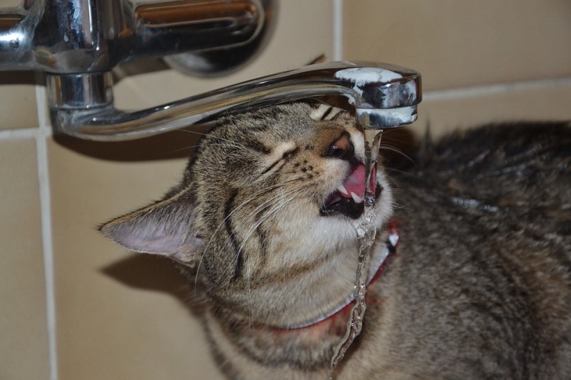 고양이도 더위를 탈까? 여름철 고양이를 위한 온도 관리! : 네이버 블로그