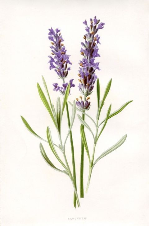  Aromatherapy / 아로마테라피란?