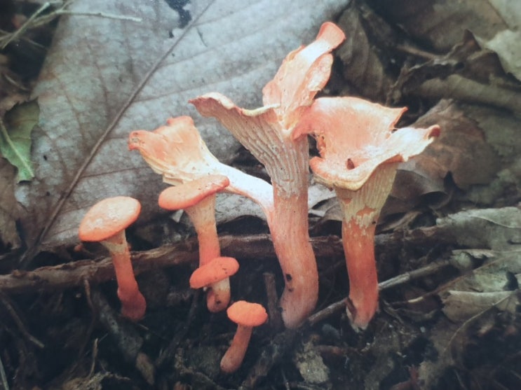  버섯꿈 꿈 풀이 해몽