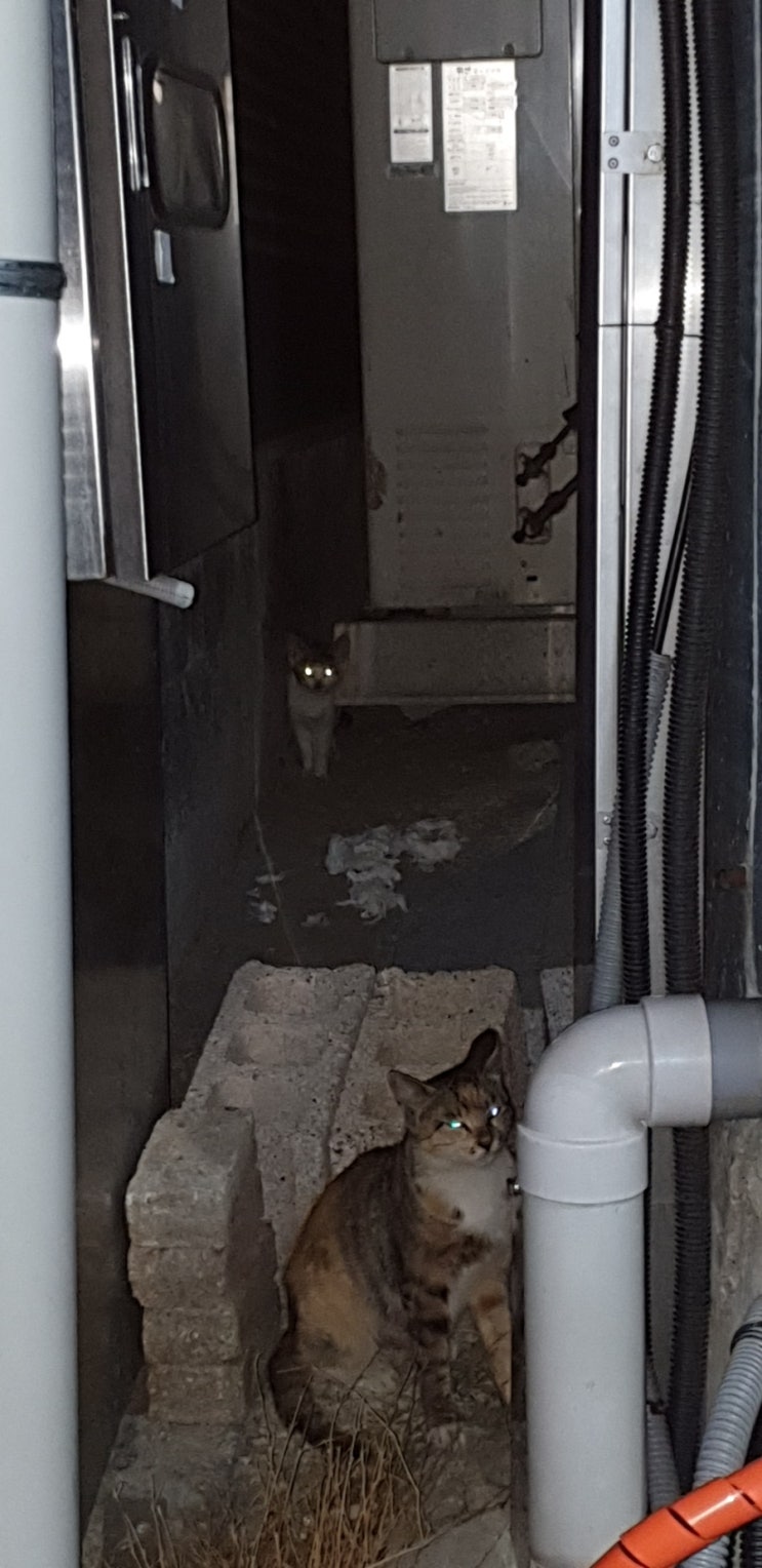  190731) 이쁜아 제발 폐가로 돌아오라고...ㅜㅜ