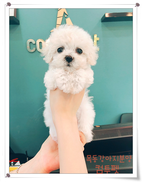  목동강아지분양 아이와 함께 크는 반려견