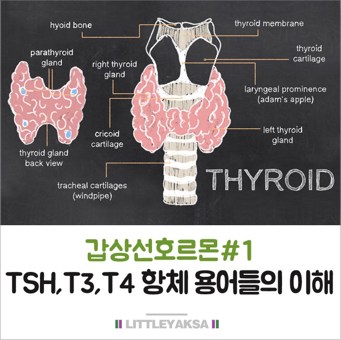 임신8주: 동탄제일병원/ 산전검사결과/ 임산부갑상선수치/ 갑상선약복용/ 갑상선기능저하증상/ 임신7주증상