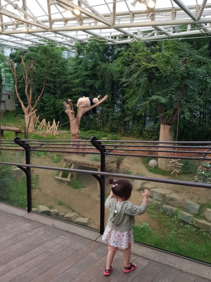  아이와함께/ 에버랜드 /주토피아 / 판다월드 / 사파리월드/ 문라이트퍼레이드