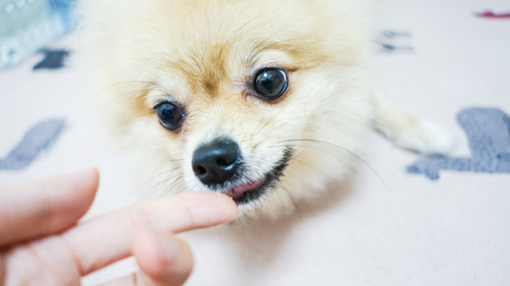 강아지수제간식 동결건조간식 오래오래프로젝트에서 구매!!