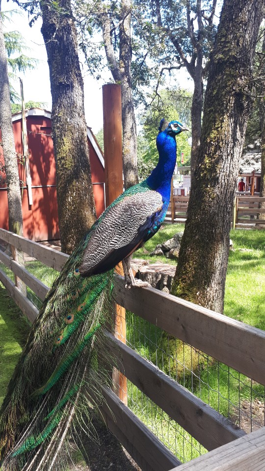  아이와 캐나다 한달살기 Summer Camp in Victoria BC (3-3.주말에 뭐하지? Beaconhill park & Bug zoo)
