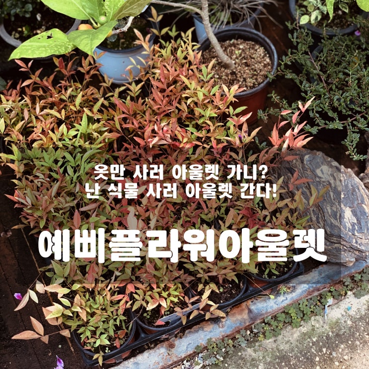  [일상] 예삐플라워아울렛 - 옷 사러 아울렛 가니? 난 식물사러 간다!